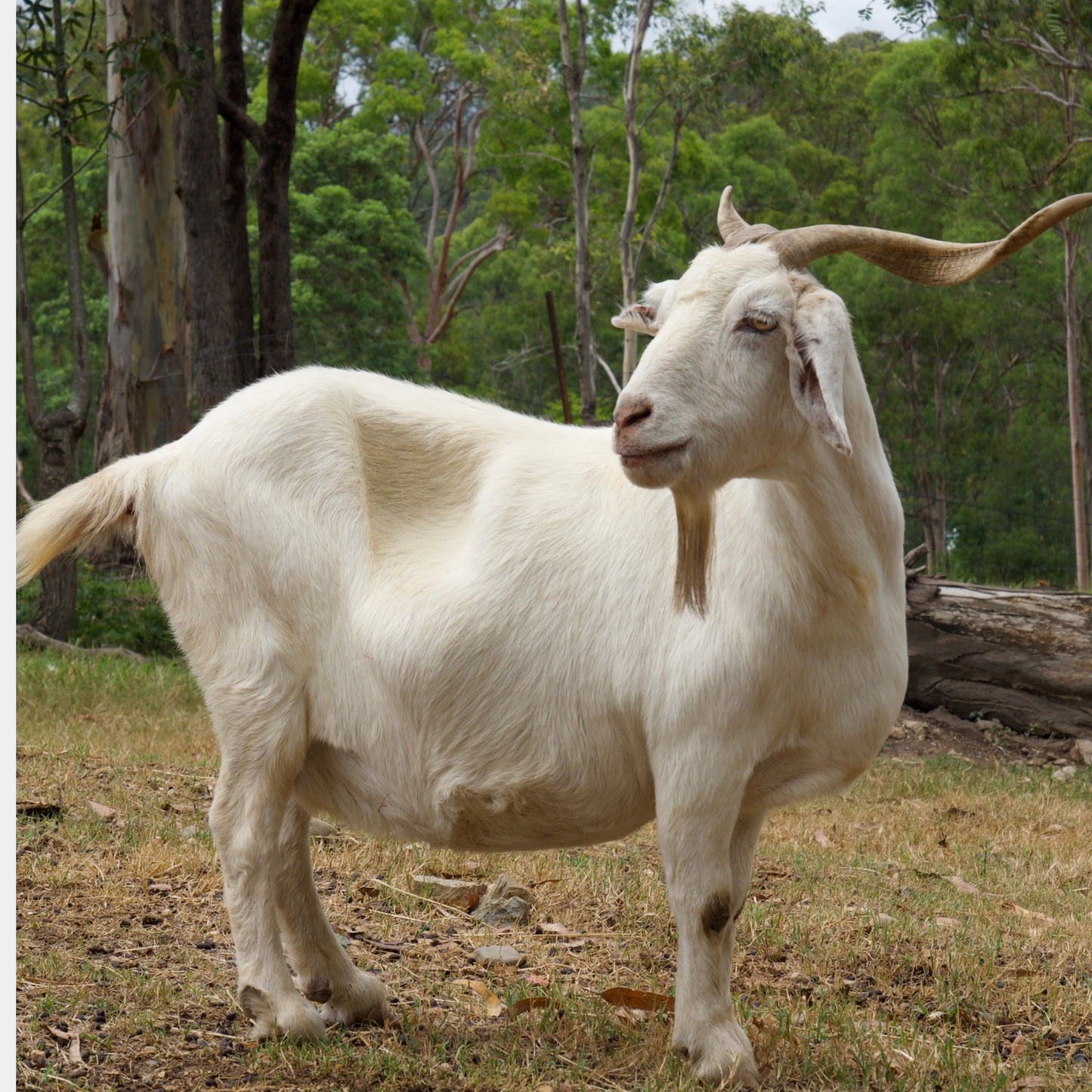 Sponsor Velvet the Goat