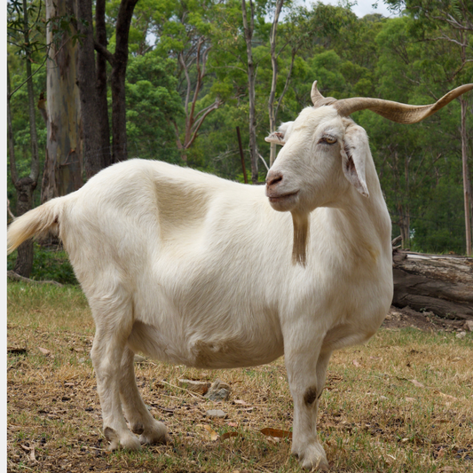 Sponsor Velvet the Goat