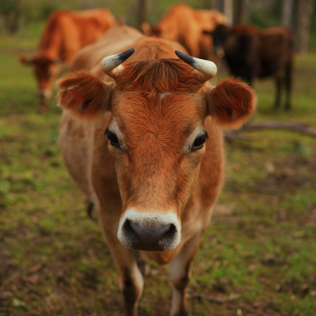 Sponsor Maggie the Cow