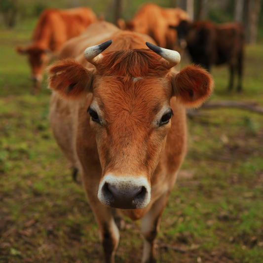 Sponsor Maggie the Cow