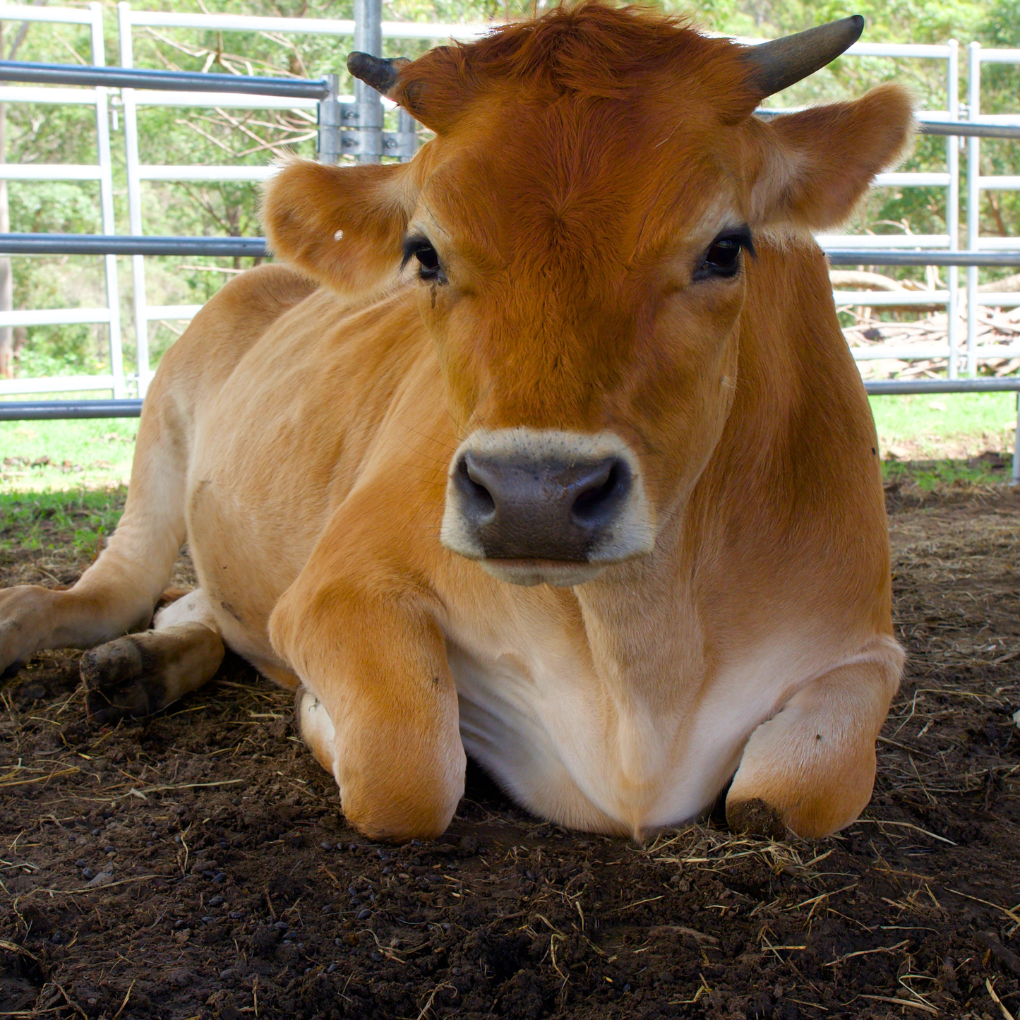 Sponsor Wyatt the Cow