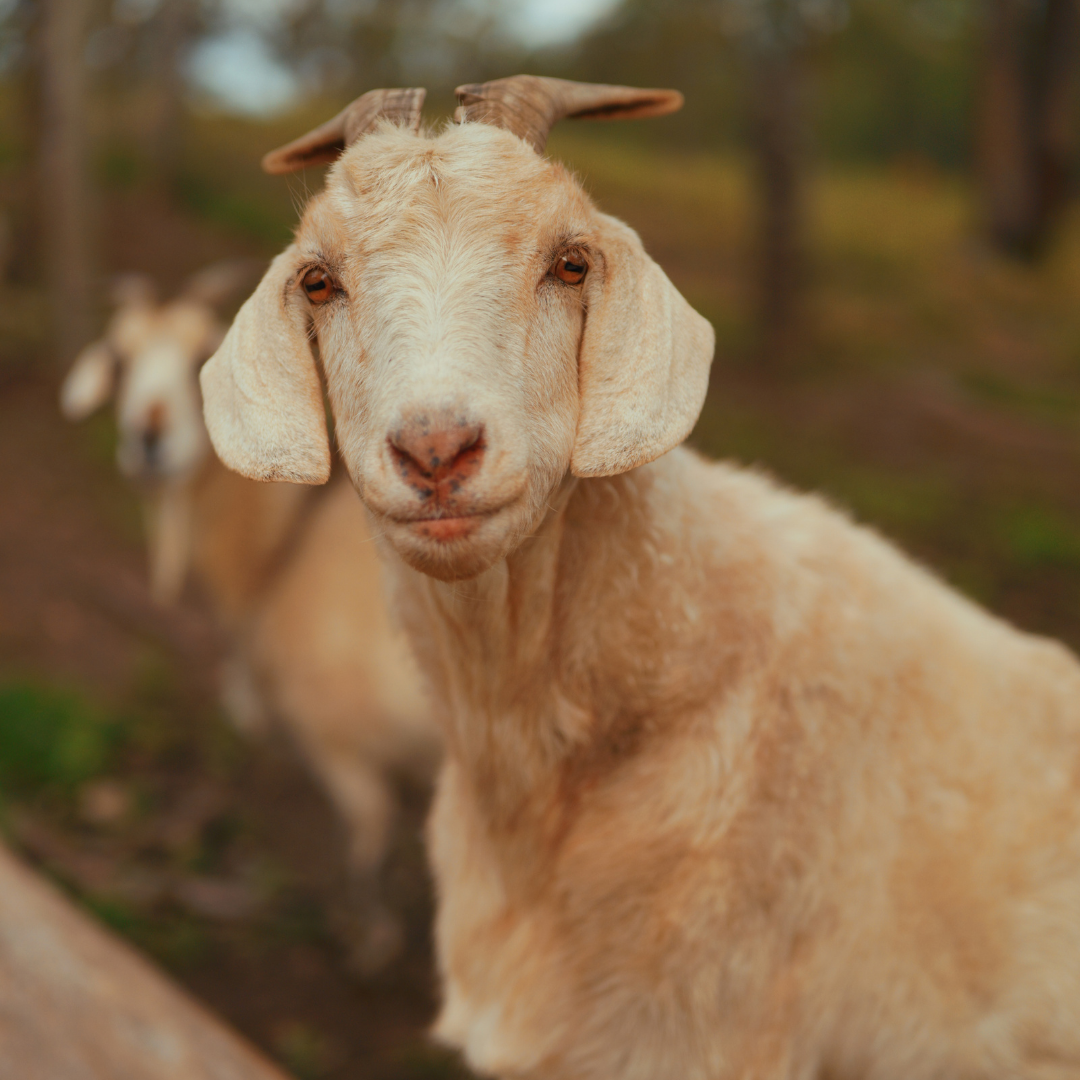 Sponsor Thirteen the Goat