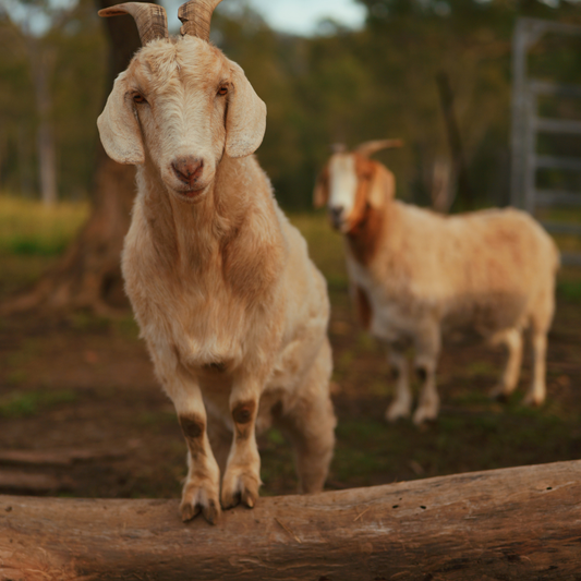 Sponsor Thirteen the Goat