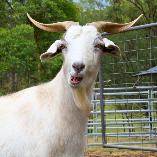 Sponsor Joy the Goat
