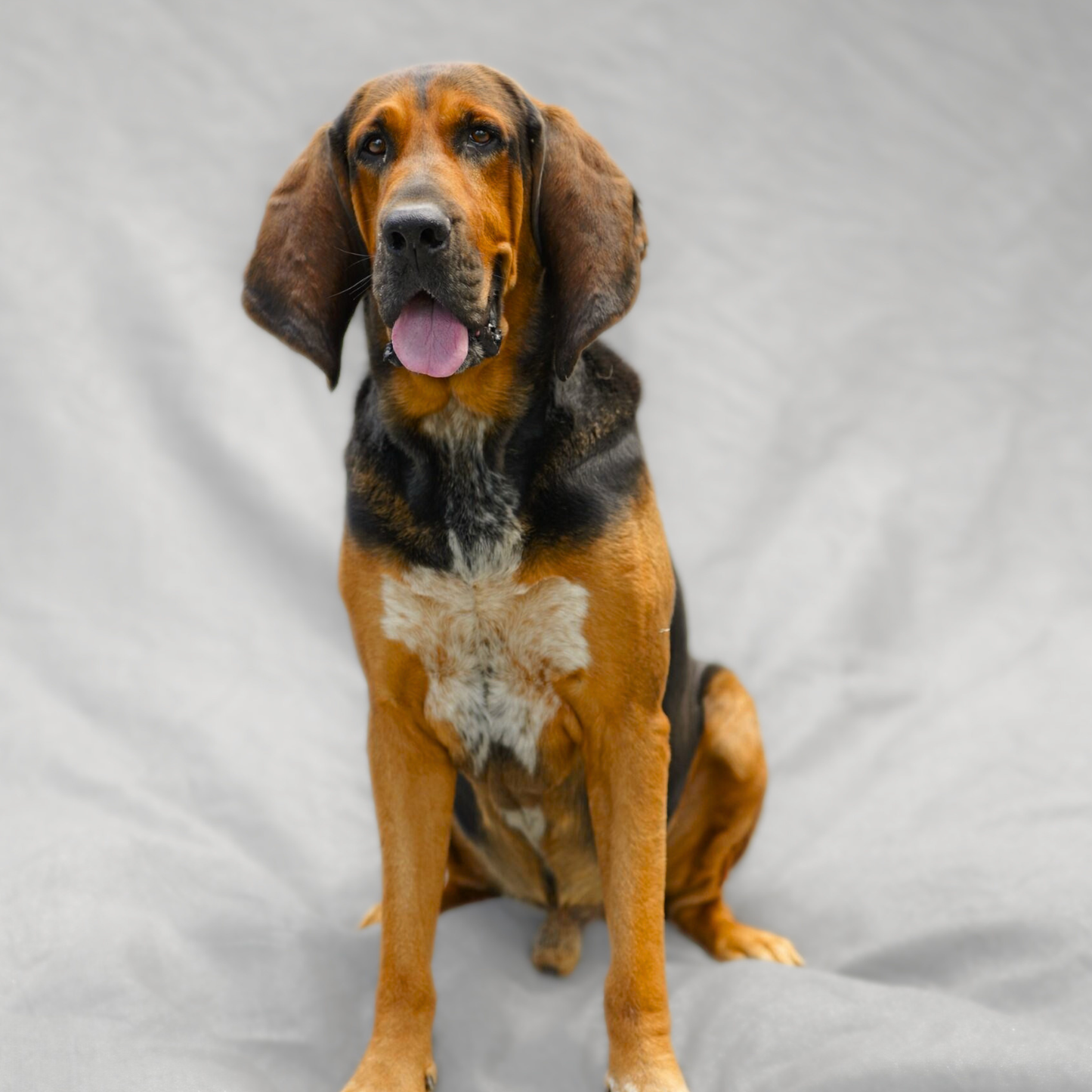 Sponsor Bear the Dog