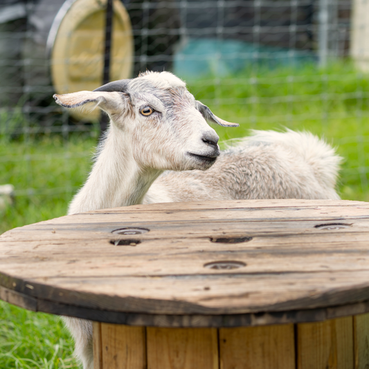 Sponsor Molly the Mini Goat