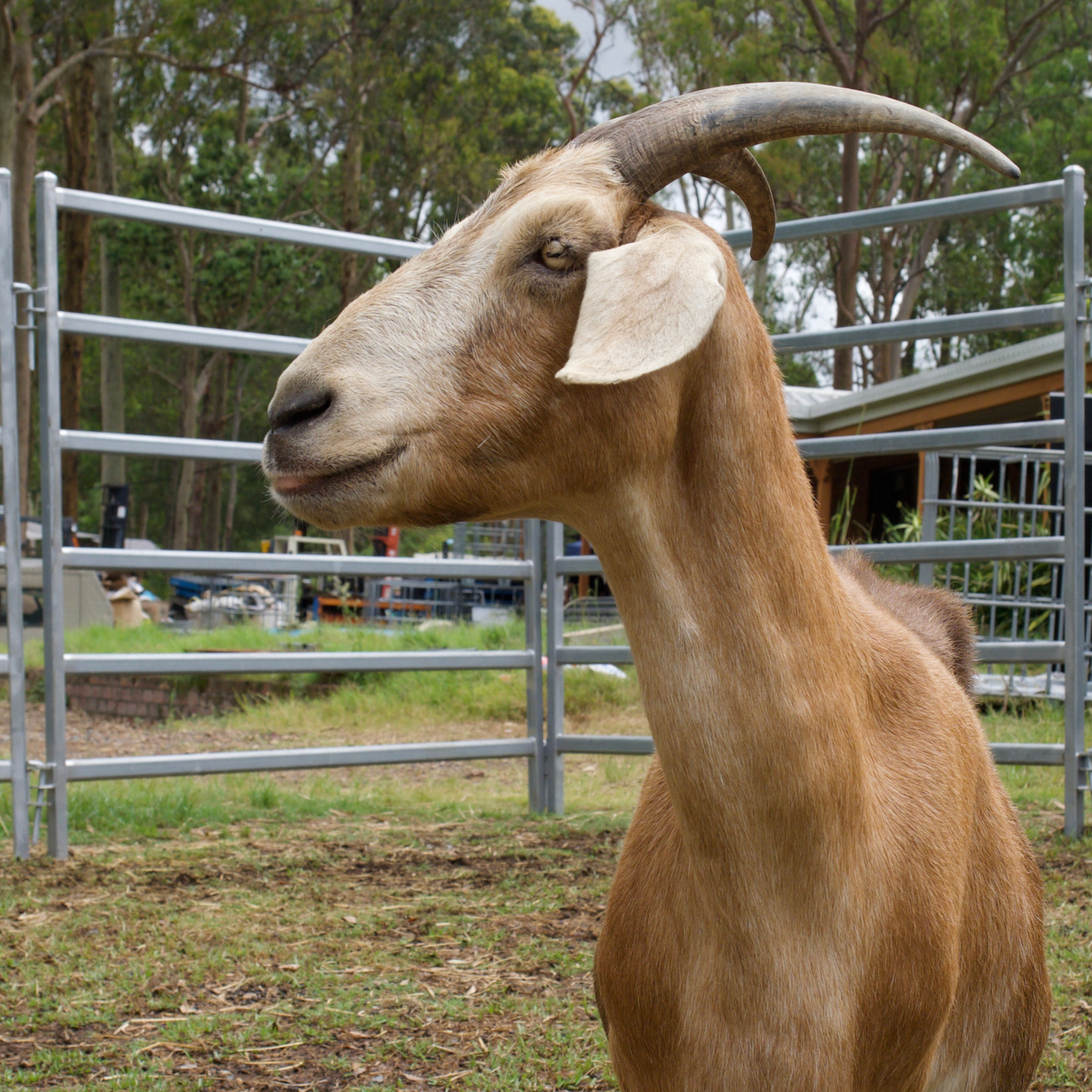 Sponsor Harry the Goat
