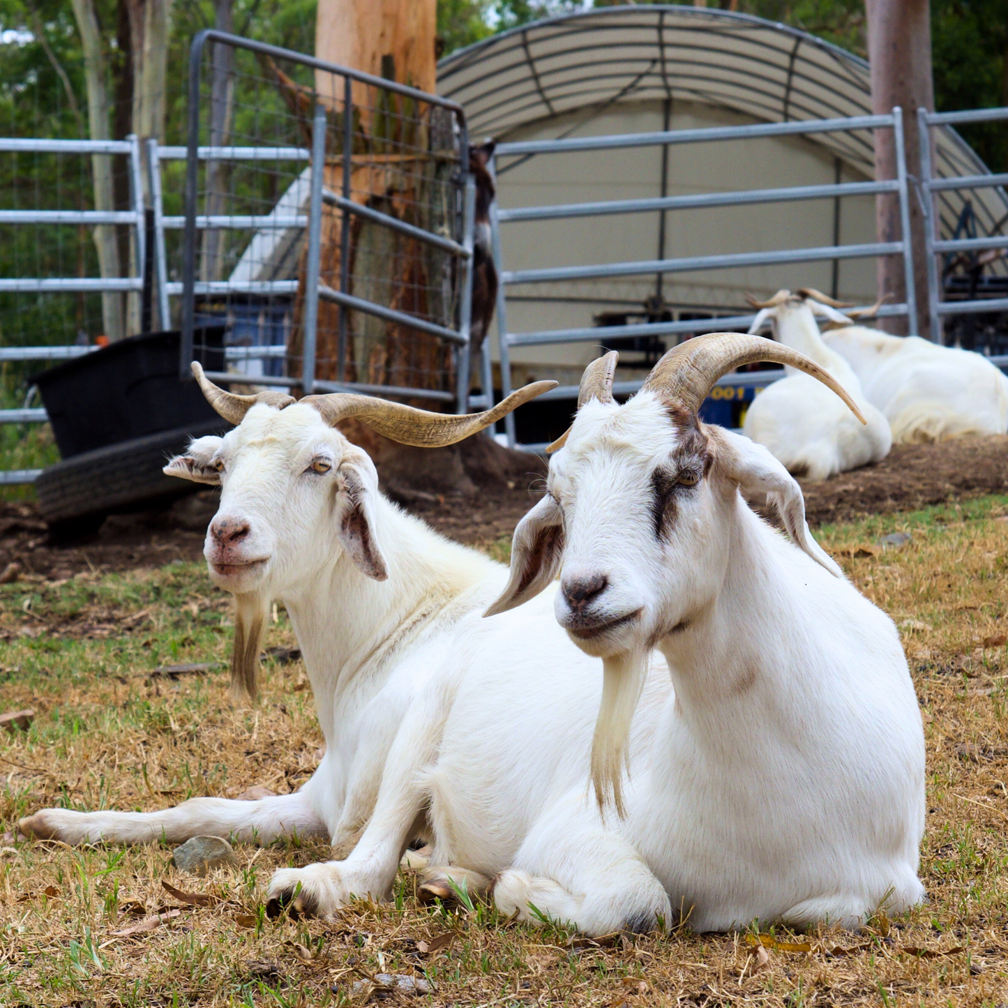 Donate to ALL the Animals