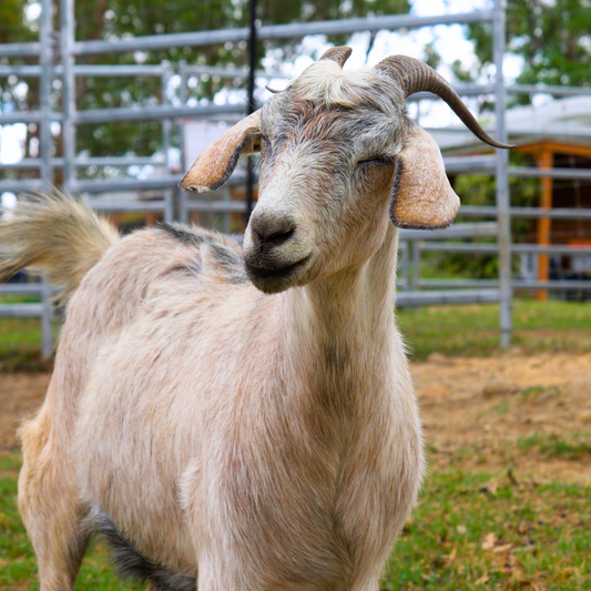 Sponsor Molly the Mini Goat