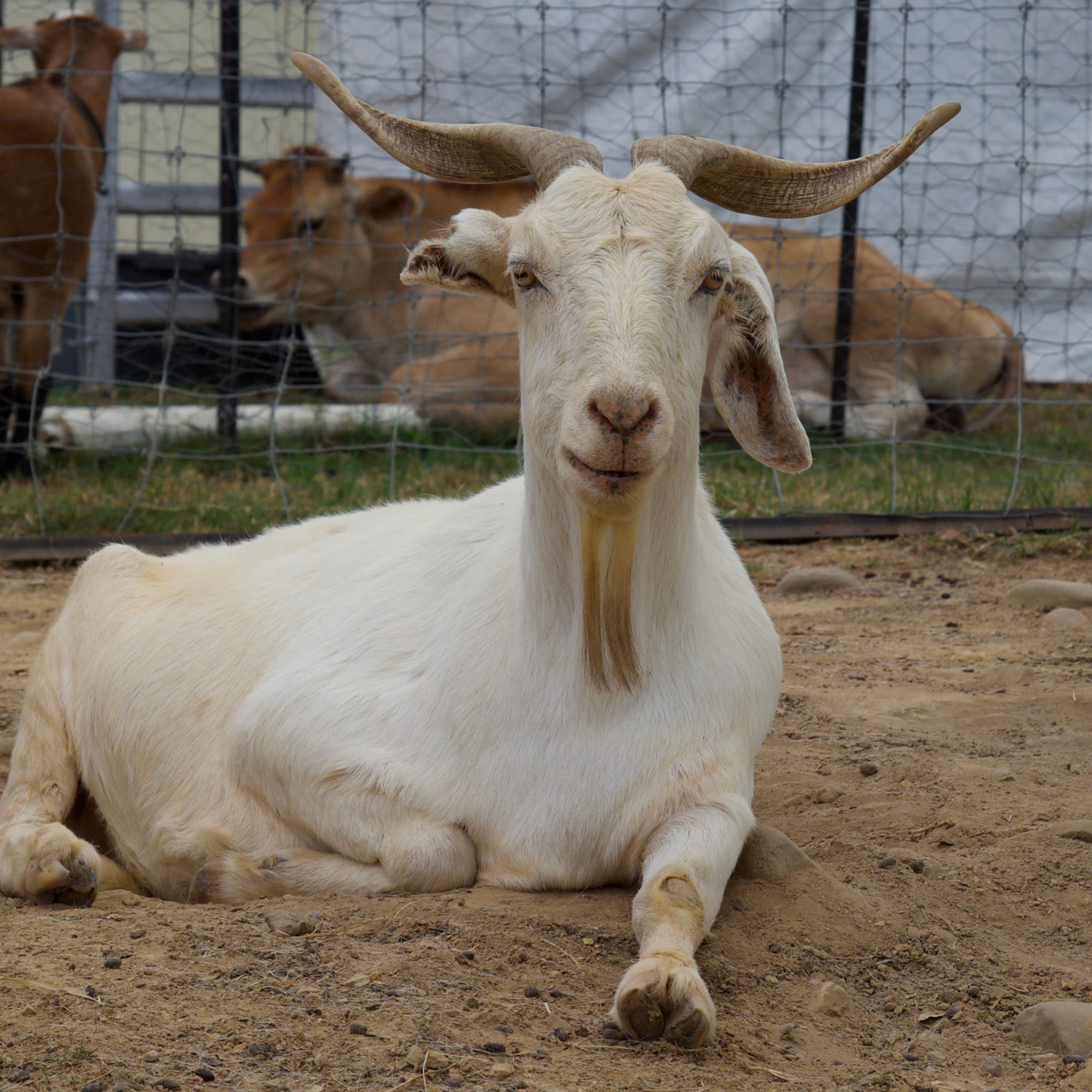 Sponsor Velvet the Goat