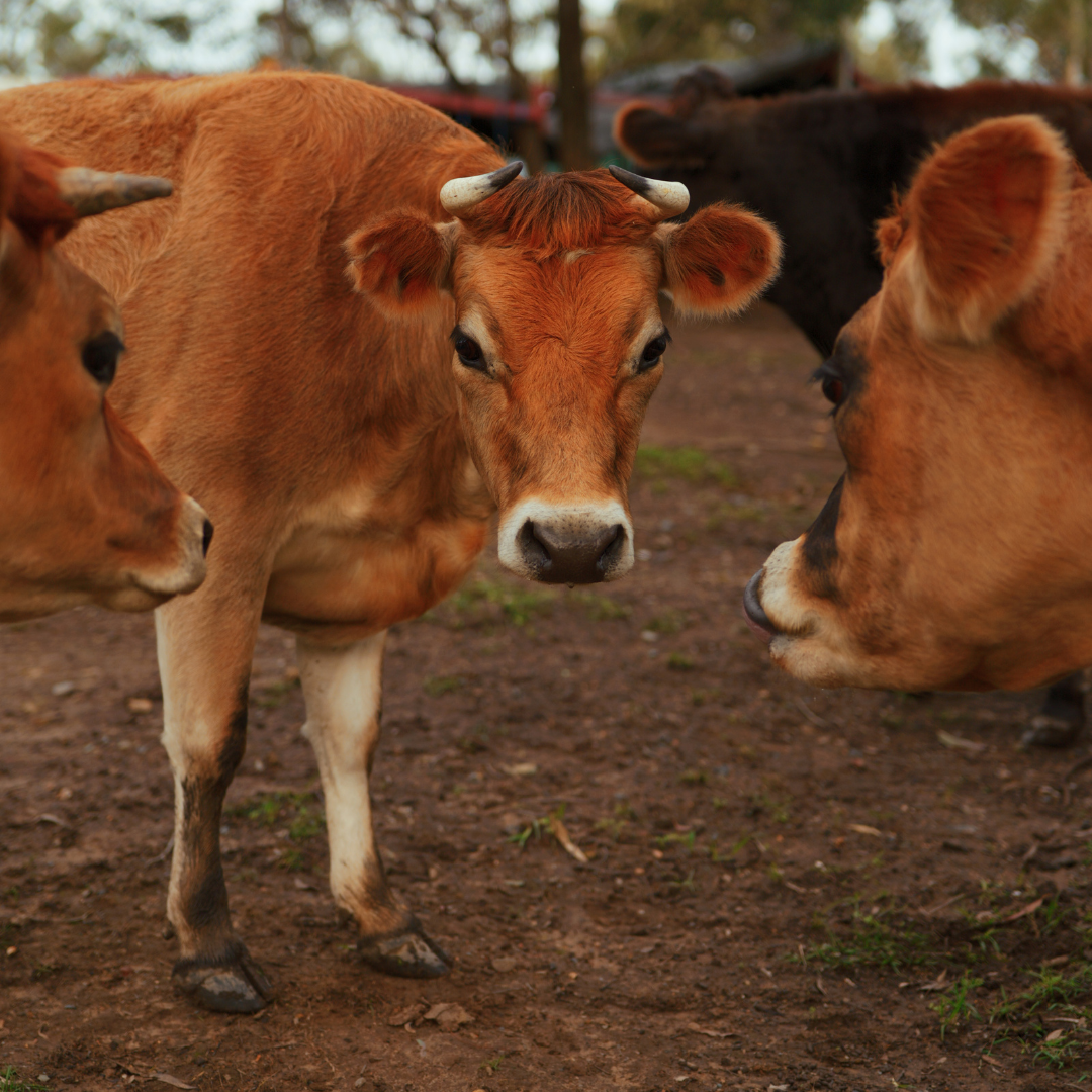 Sponsor Maggie the Cow