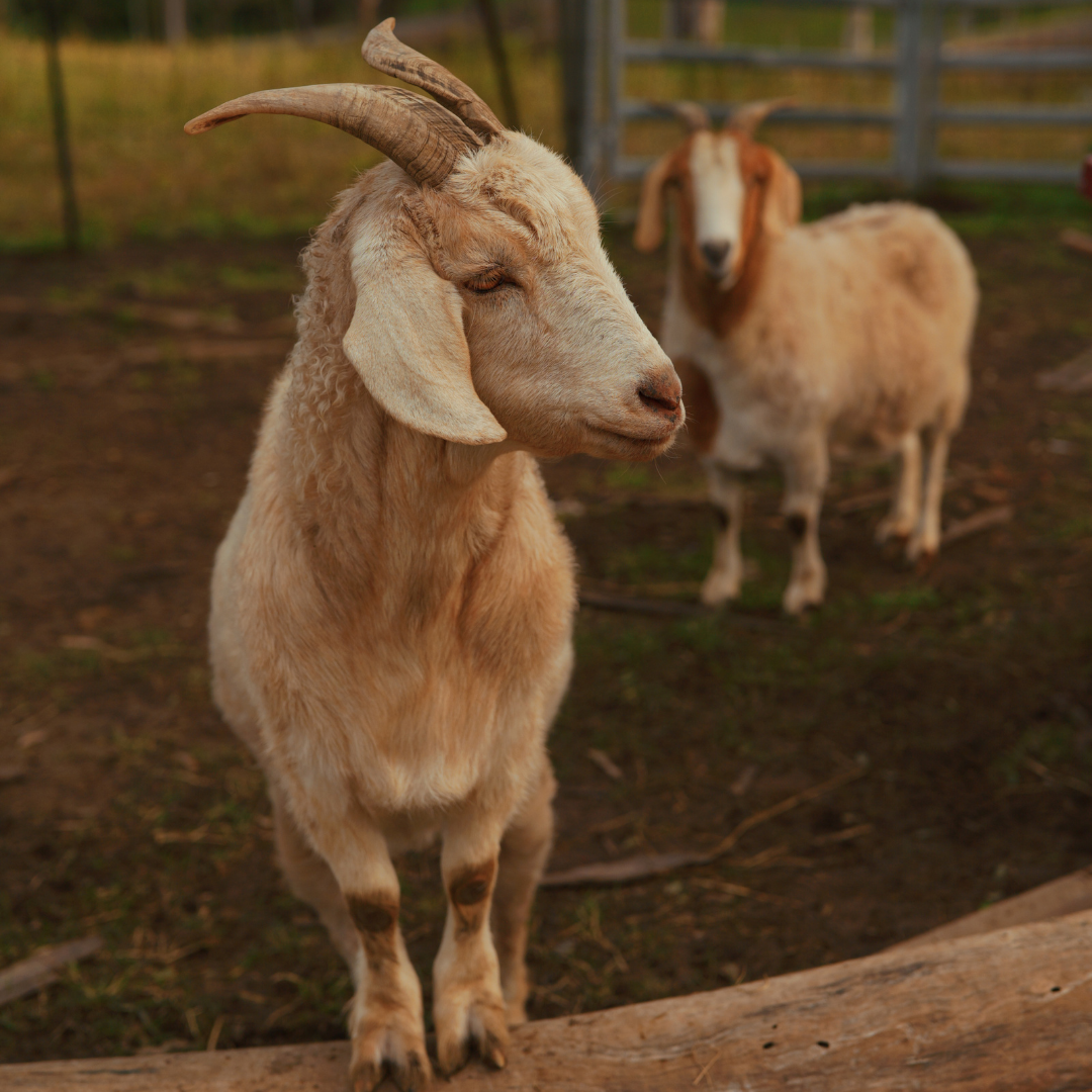 Sponsor Thirteen the Goat