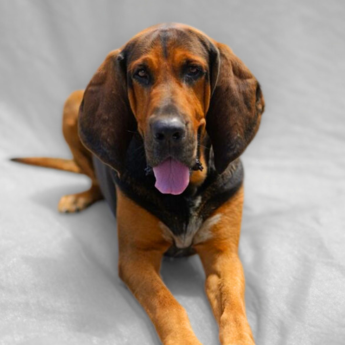 Sponsor Bear the Dog
