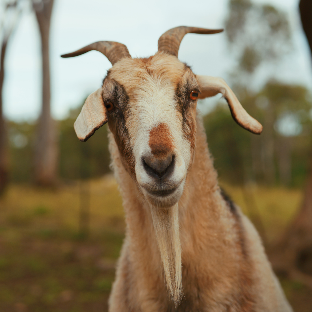 Sponsor Moon the Goat
