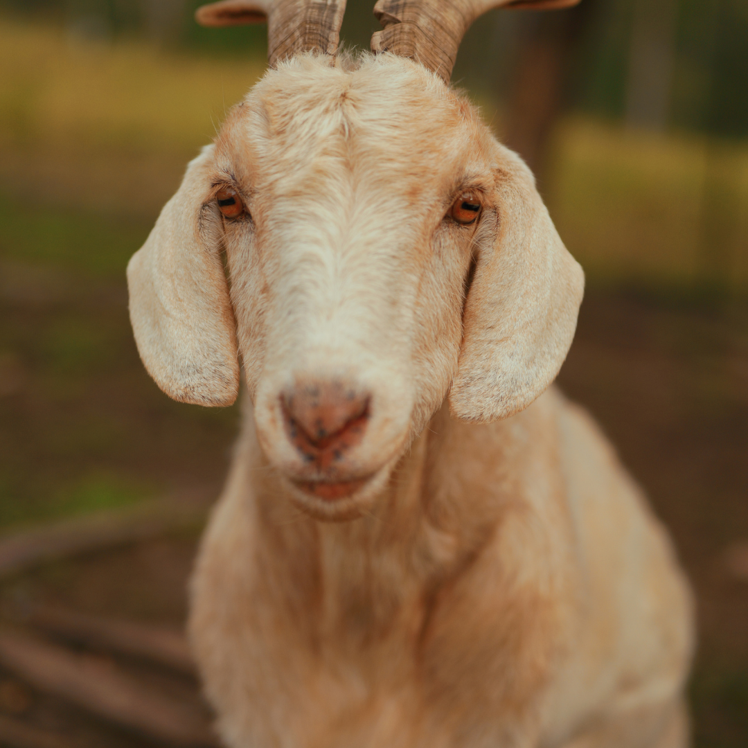 Sponsor Thirteen the Goat