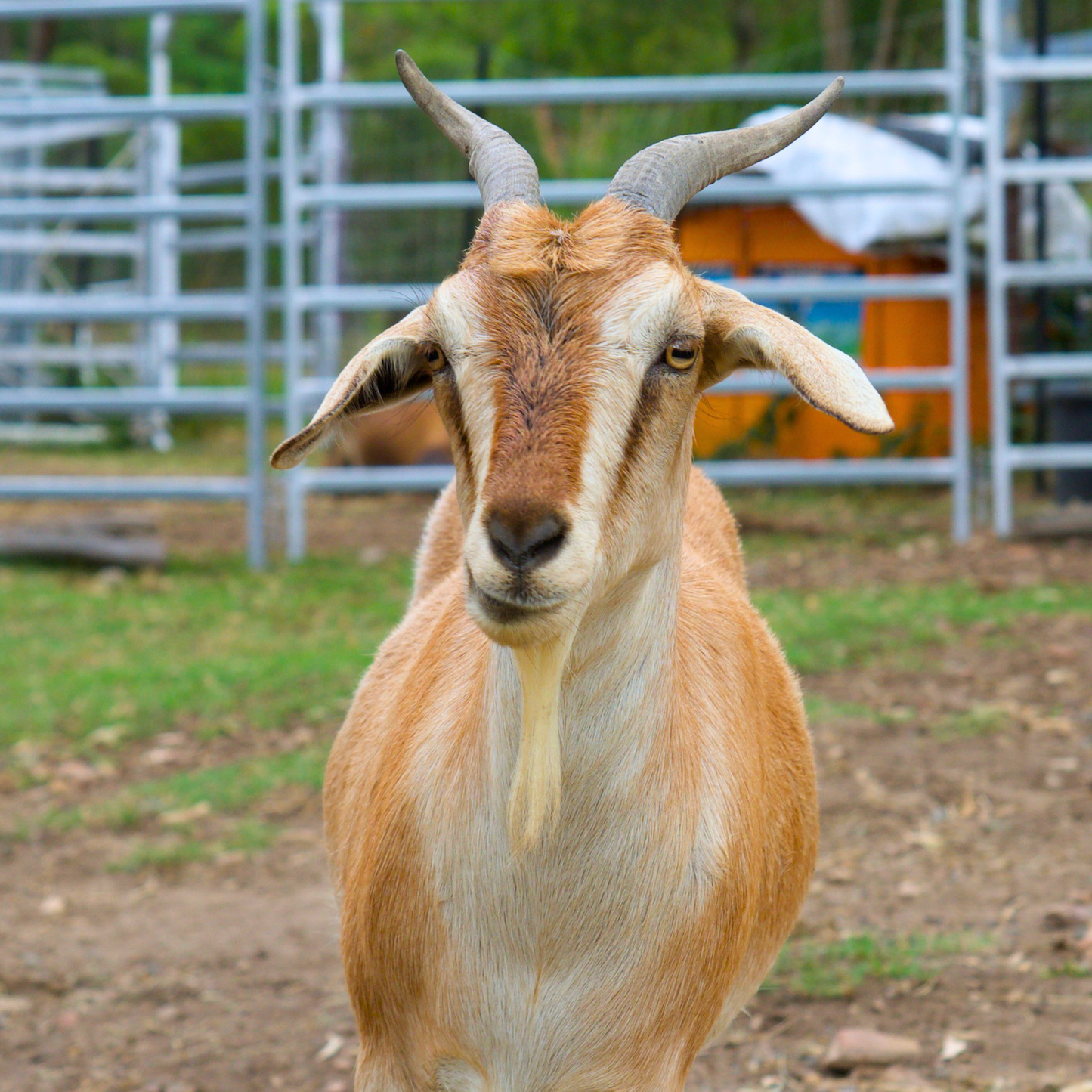 Sponsor Mini the Mini Goat