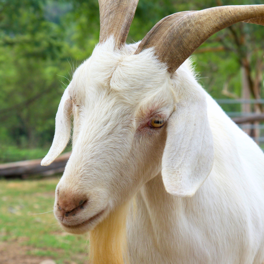 Sponsor Cloud the Goat