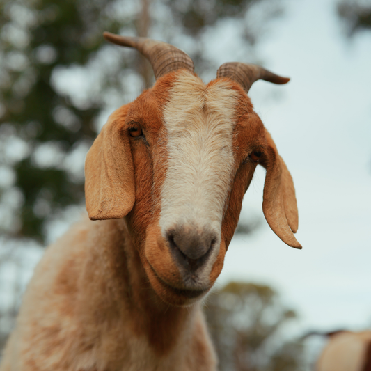 Sponsor Sabbath the Goat