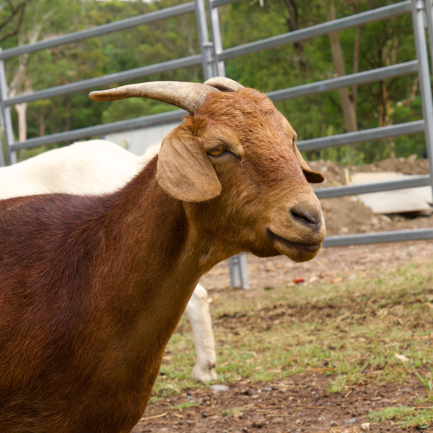 Sponsor Pippa the Goat