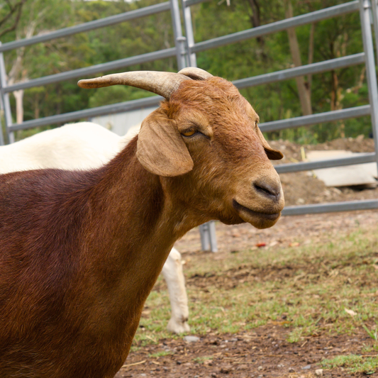 Sponsor Pippa the Goat