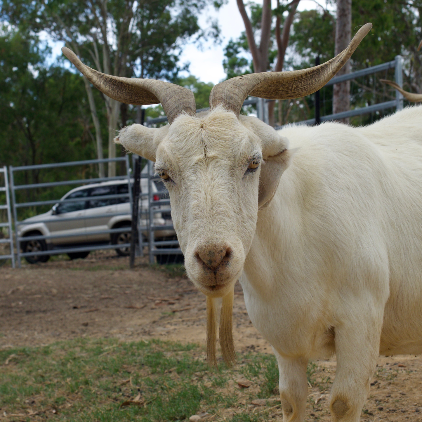 Sponsor Velvet the Goat