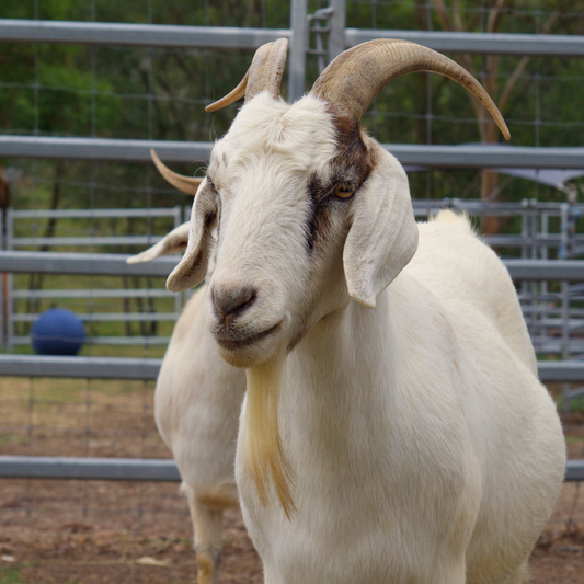 Sponsor Henry the Goat