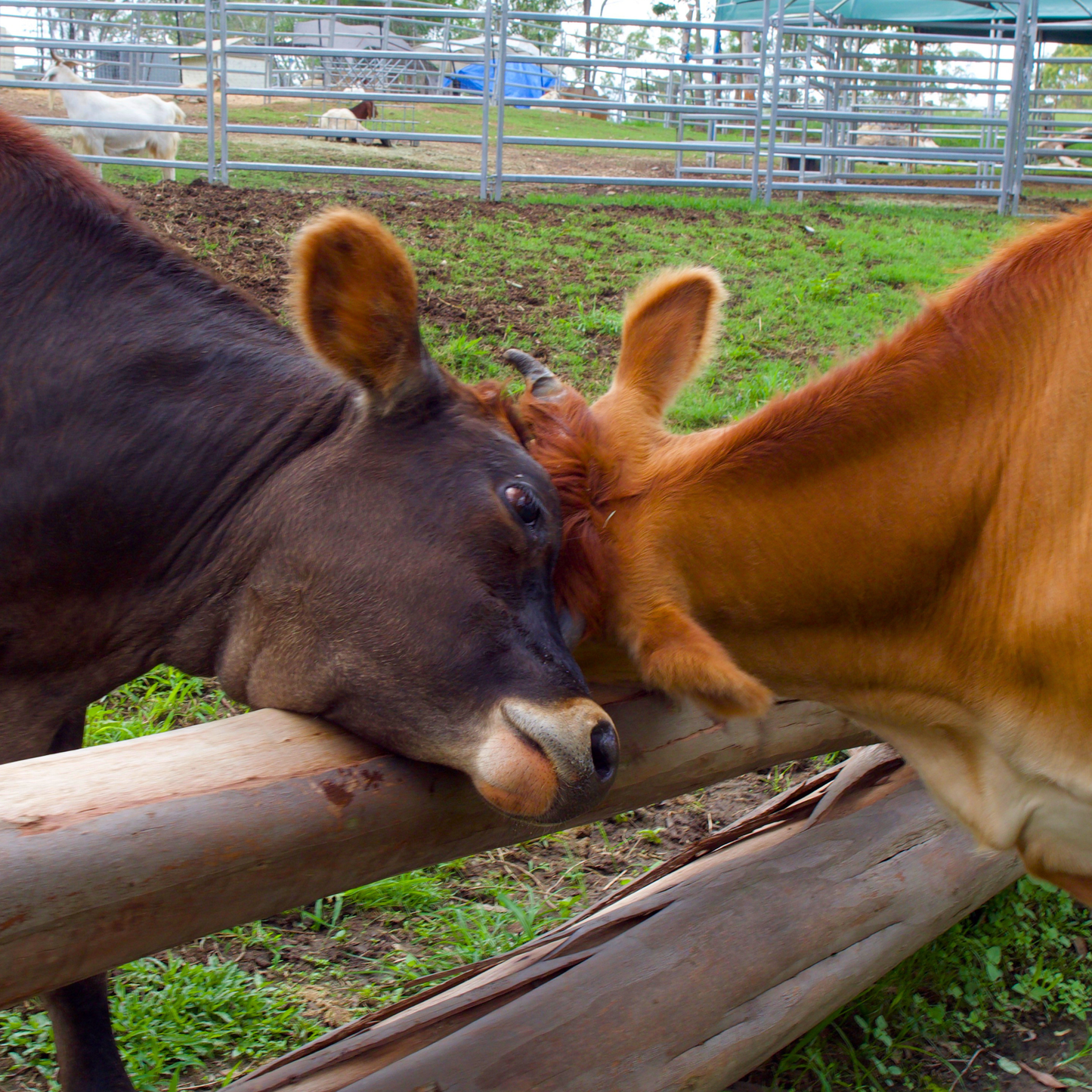 Sponsor Wyatt the Cow