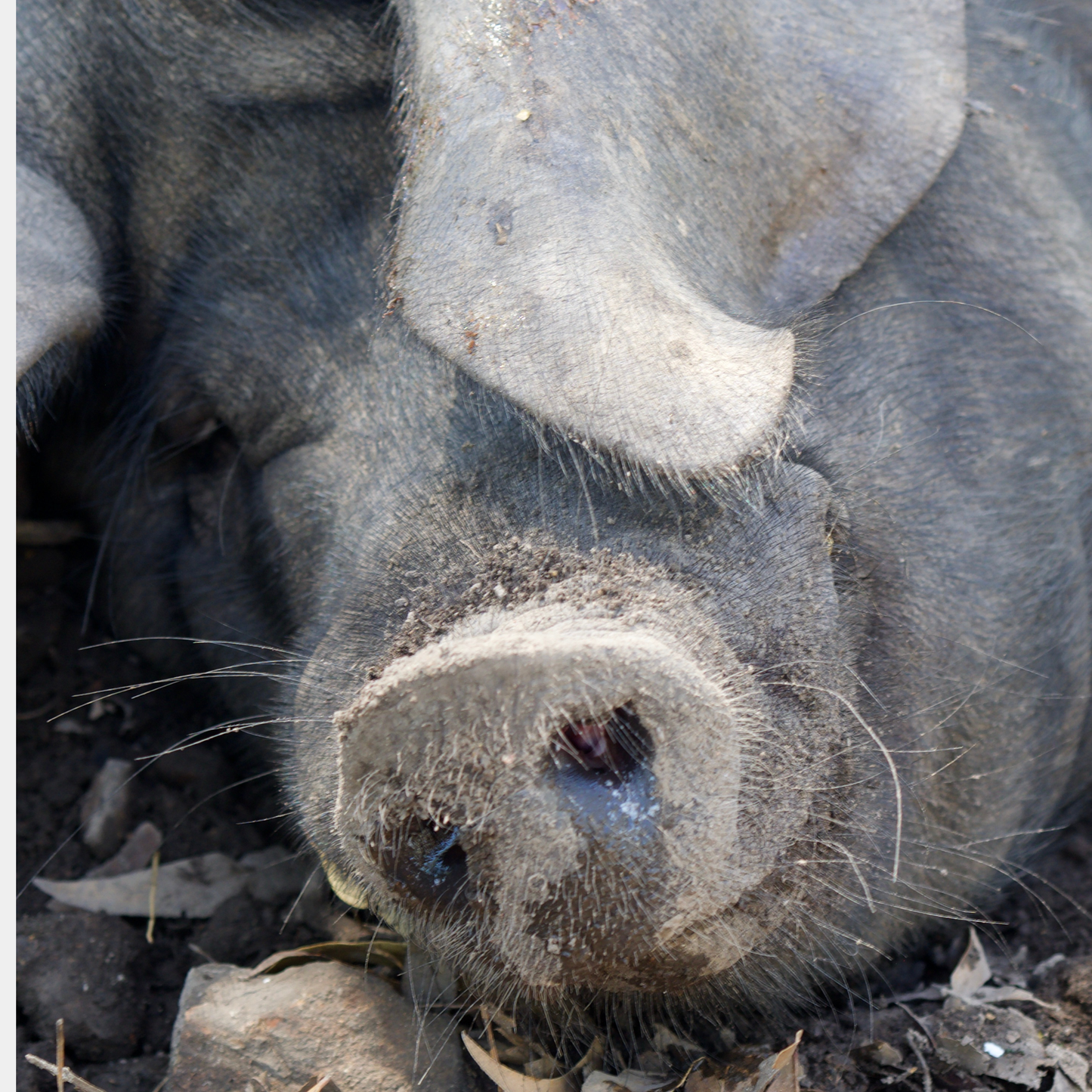 Sponsor Bennu the Pig