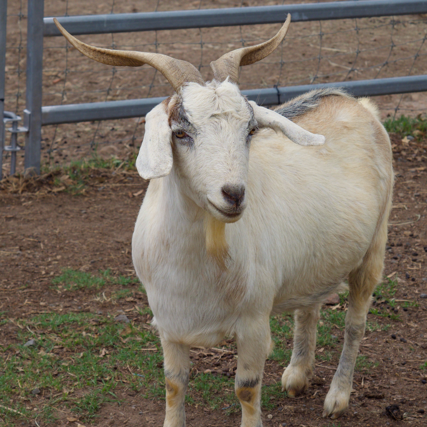 Sponsor Joy the Goat