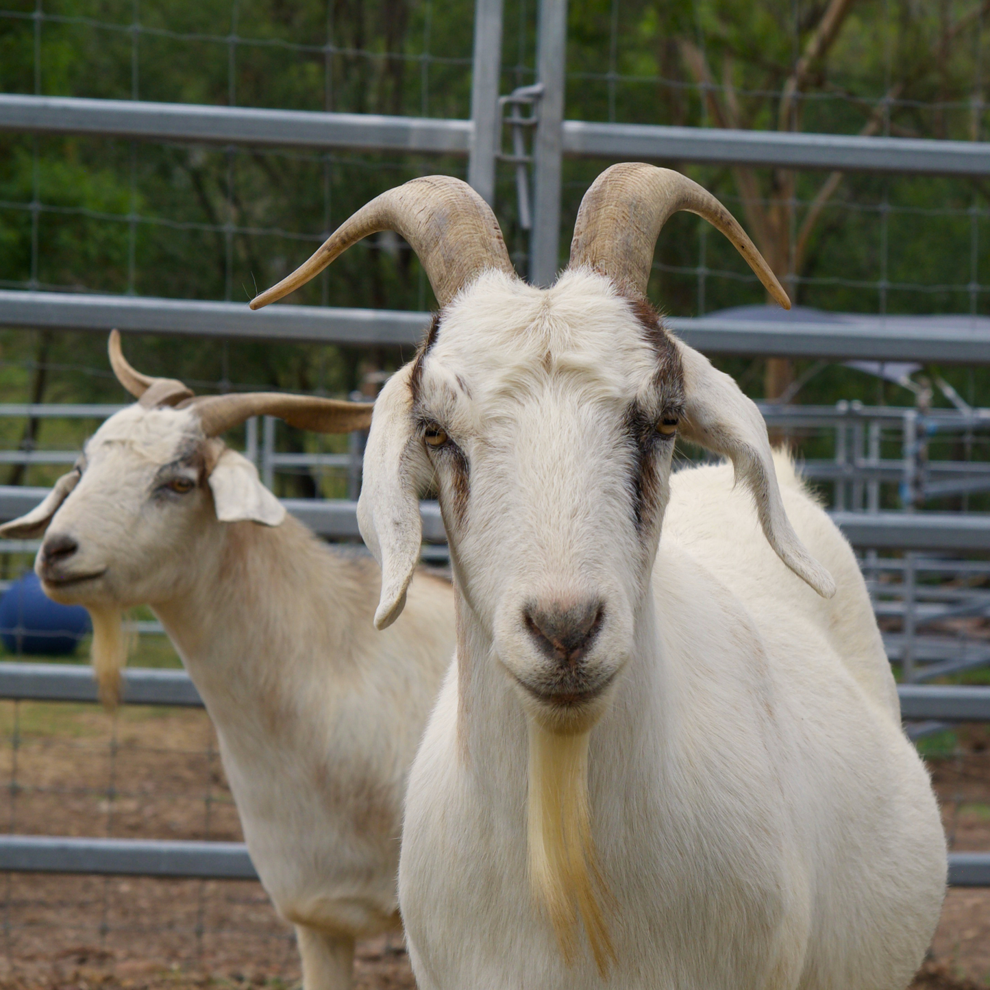 Sponsor Henry the Goat