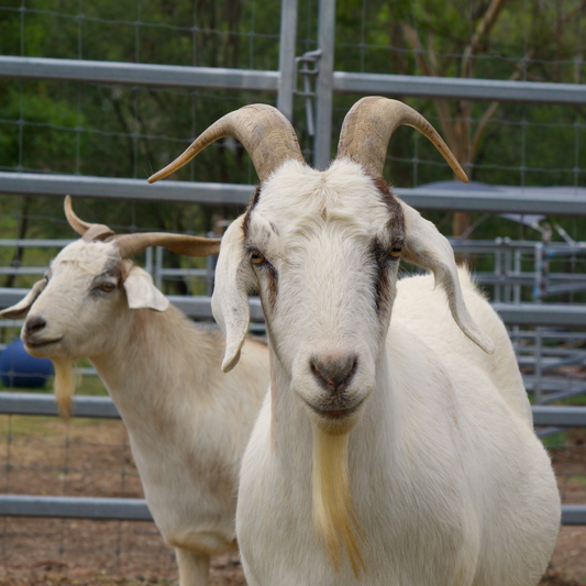 Sponsor Henry the Goat