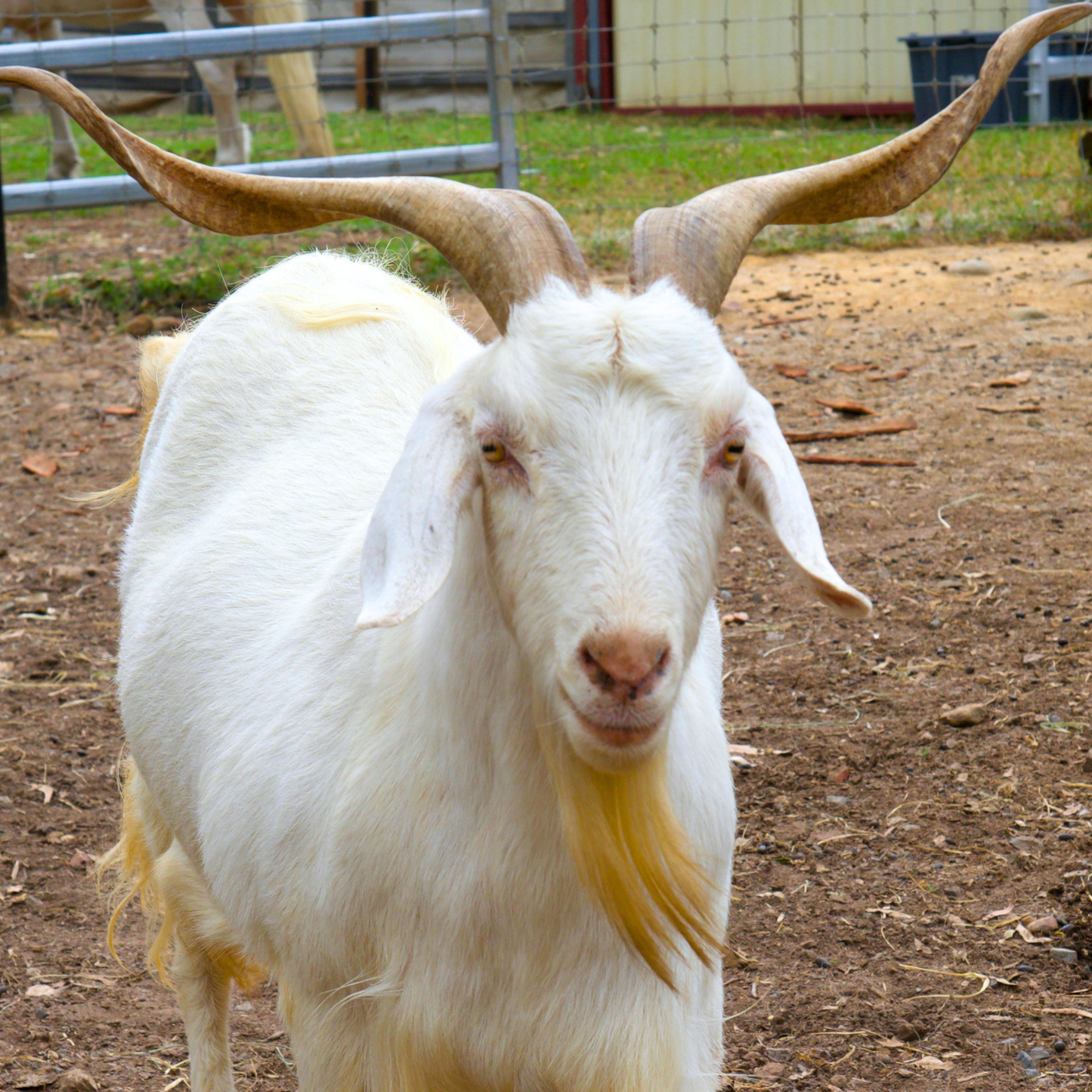 Sponsor Cloud the Goat