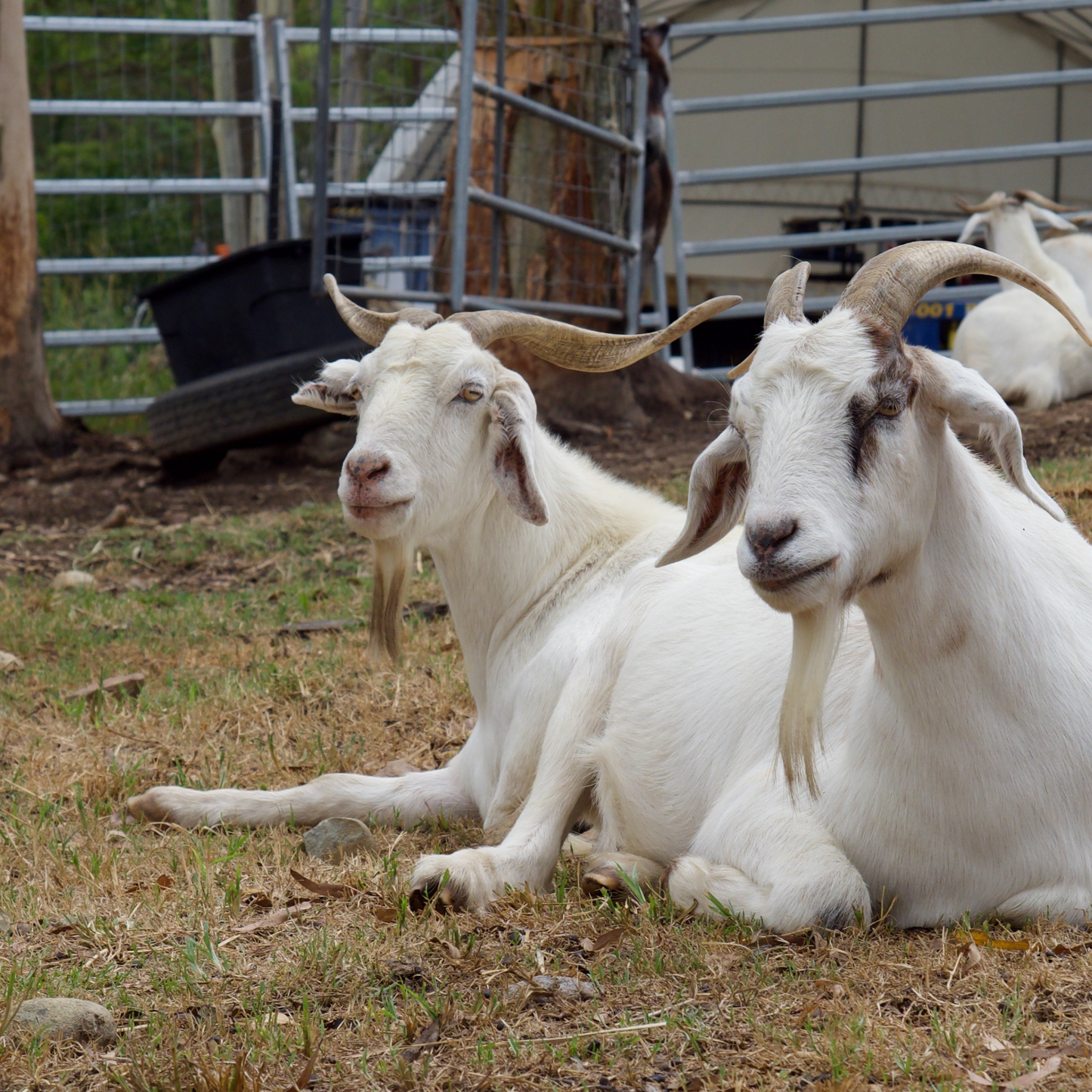 Sponsor Velvet the Goat