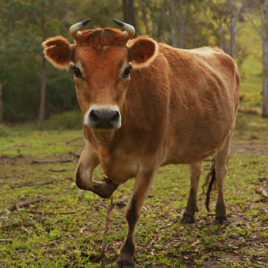 Sponsor Maggie the Cow