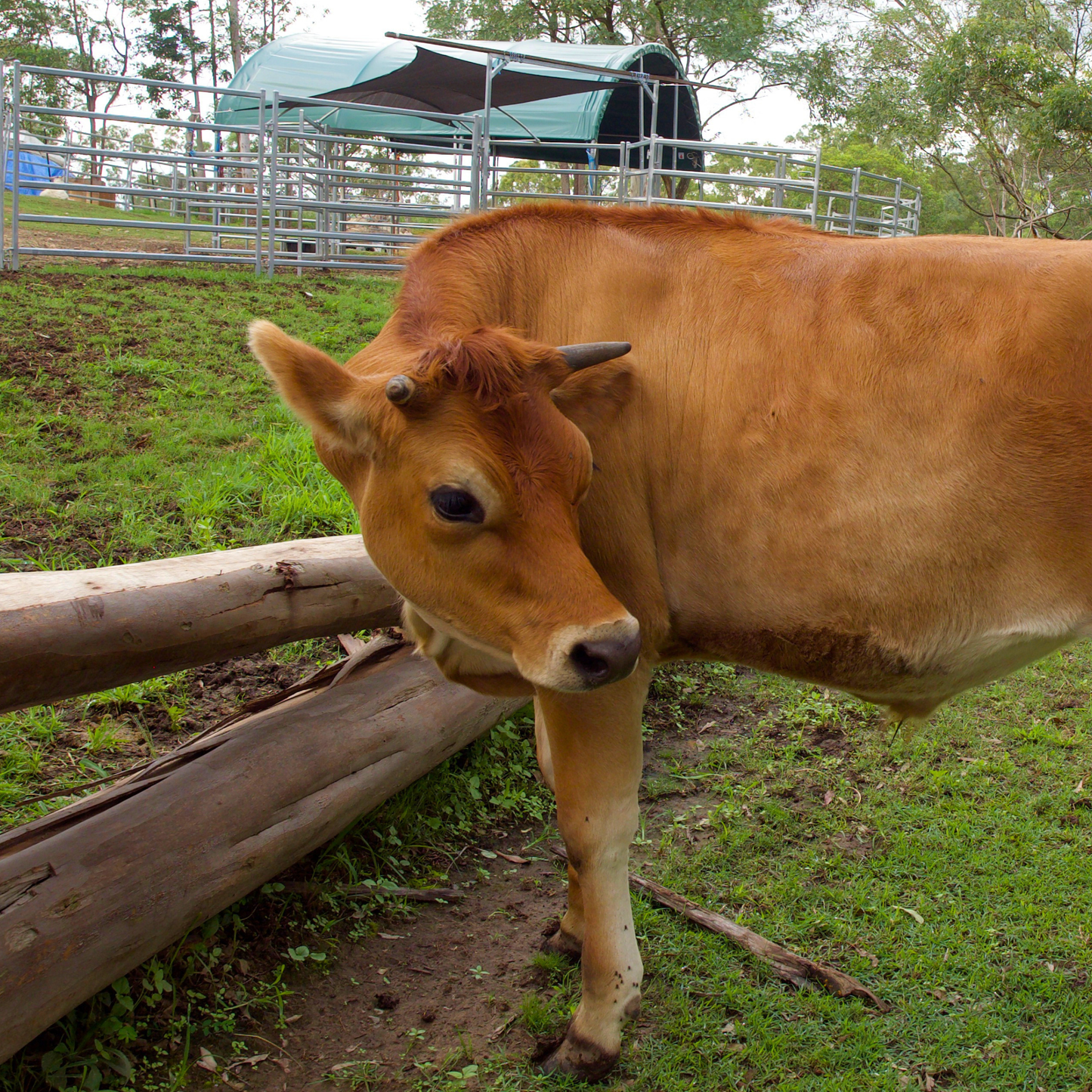 Sponsor Wyatt the Cow