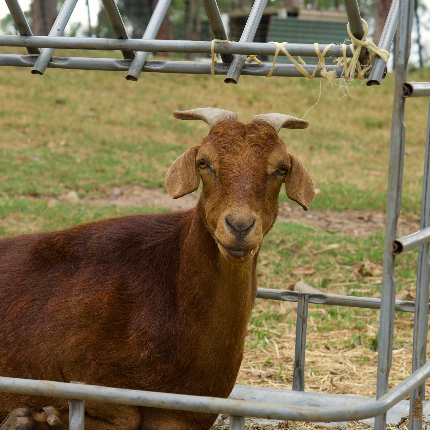 Sponsor Pippa the Goat