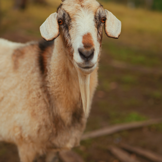 Sponsor Moon the Goat
