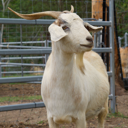 Sponsor Joy the Goat