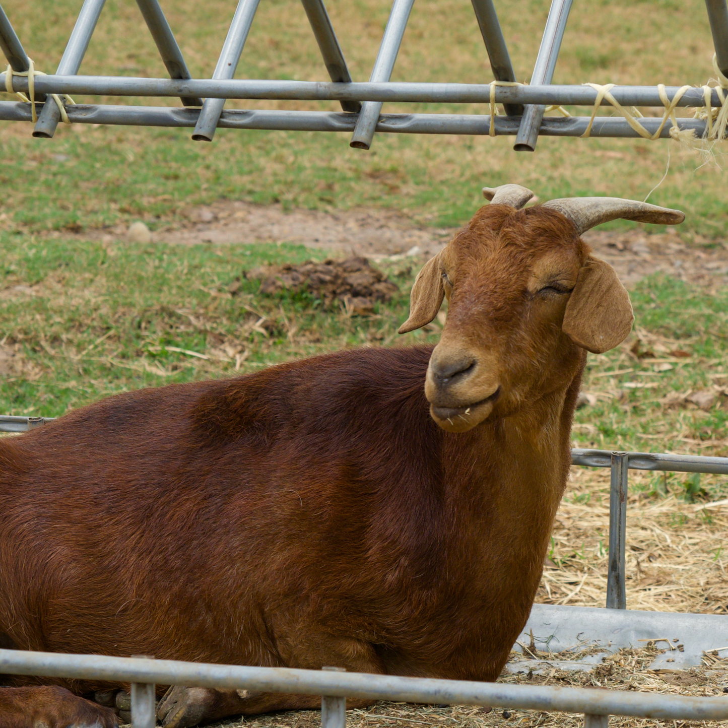 Sponsor Pippa the Goat