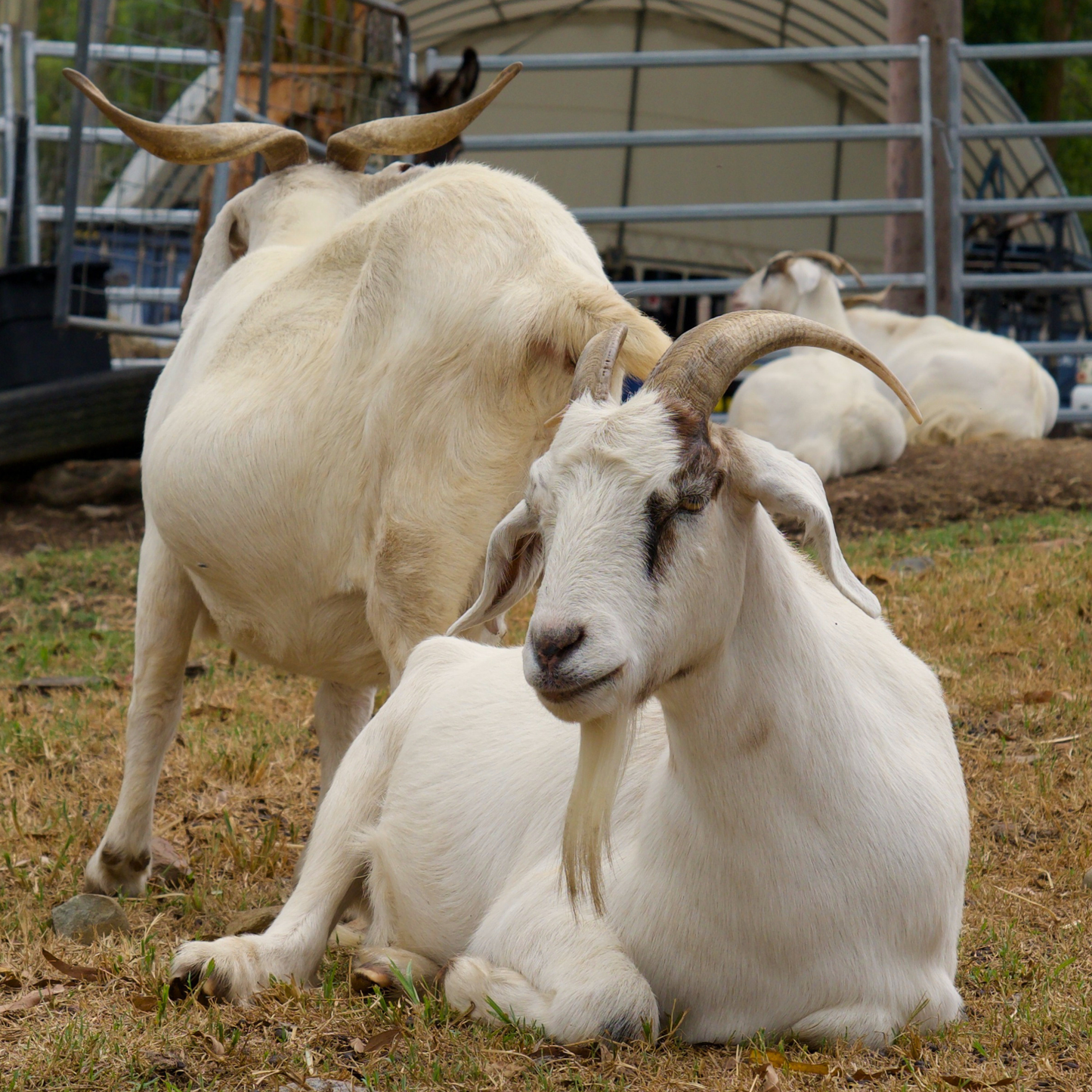 Sponsor Henry the Goat