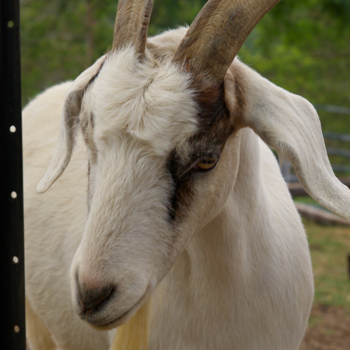 Sponsor Henry the Goat