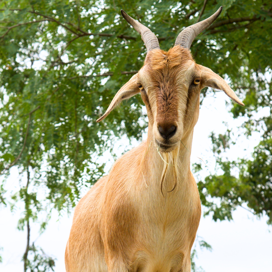 Sponsor Mini the Goat