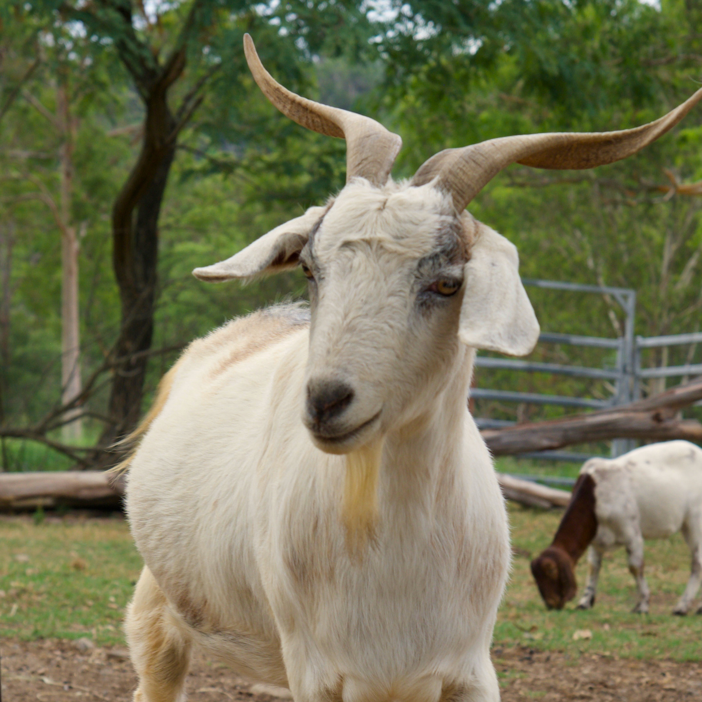 Sponsor Joy the Goat