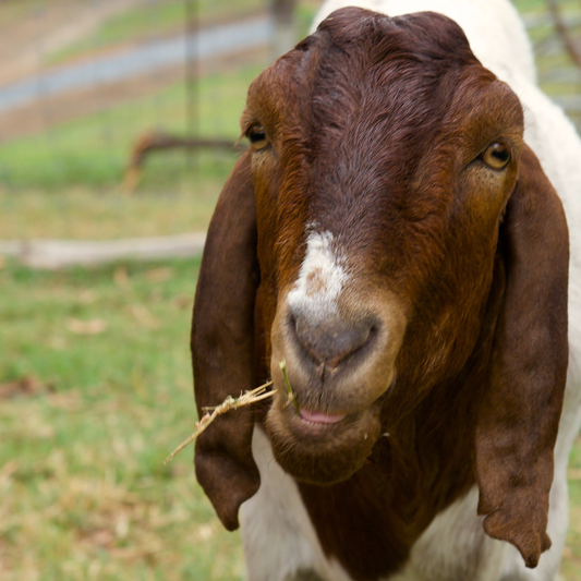 Sponsor Bobby the Goat