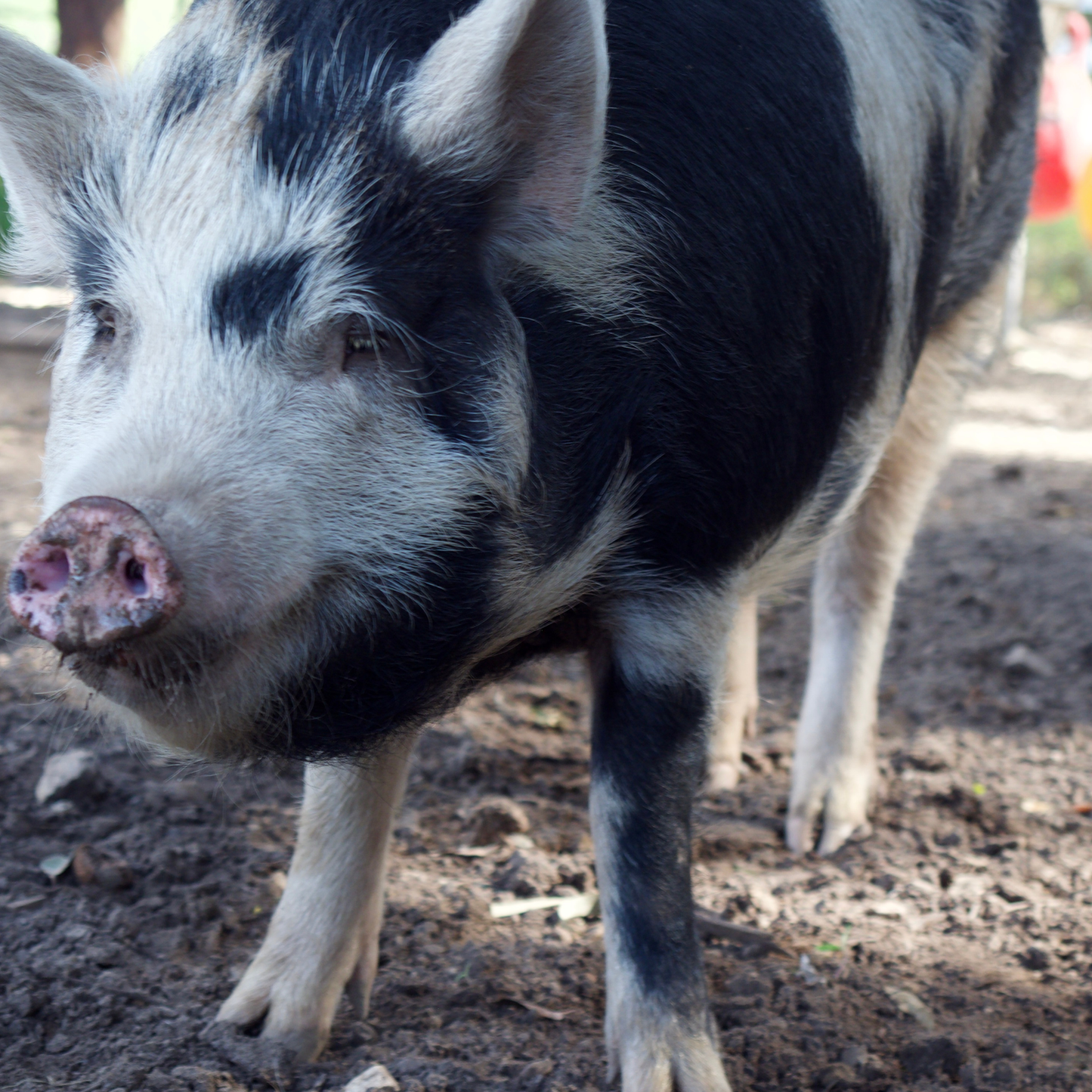 Sponsor Picnic the Pig