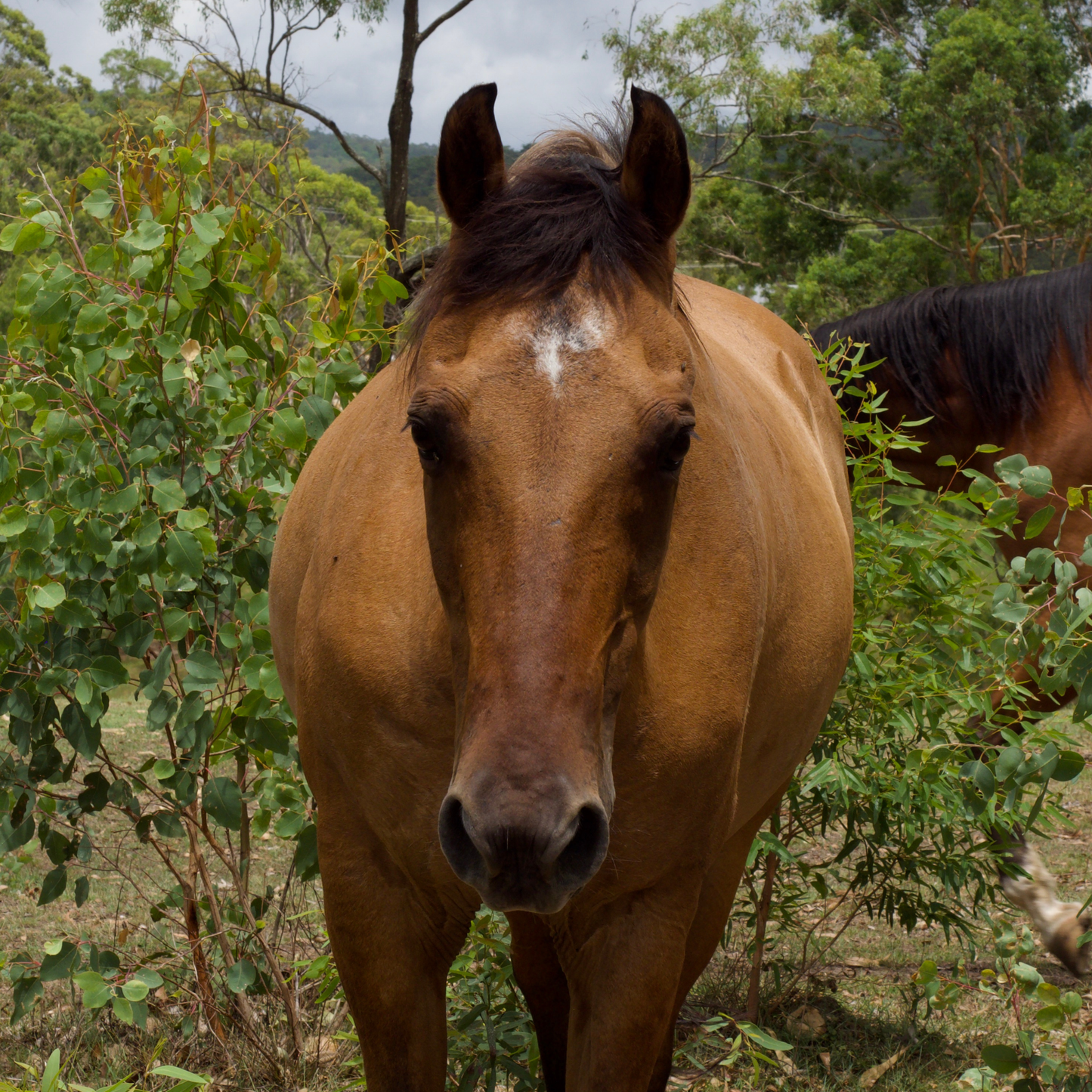 Sponsor Spirit the Horse