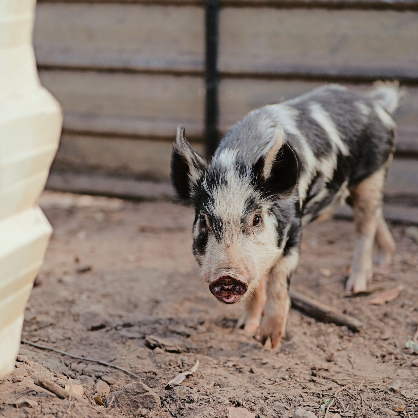 Sponsor Chester the Pig
