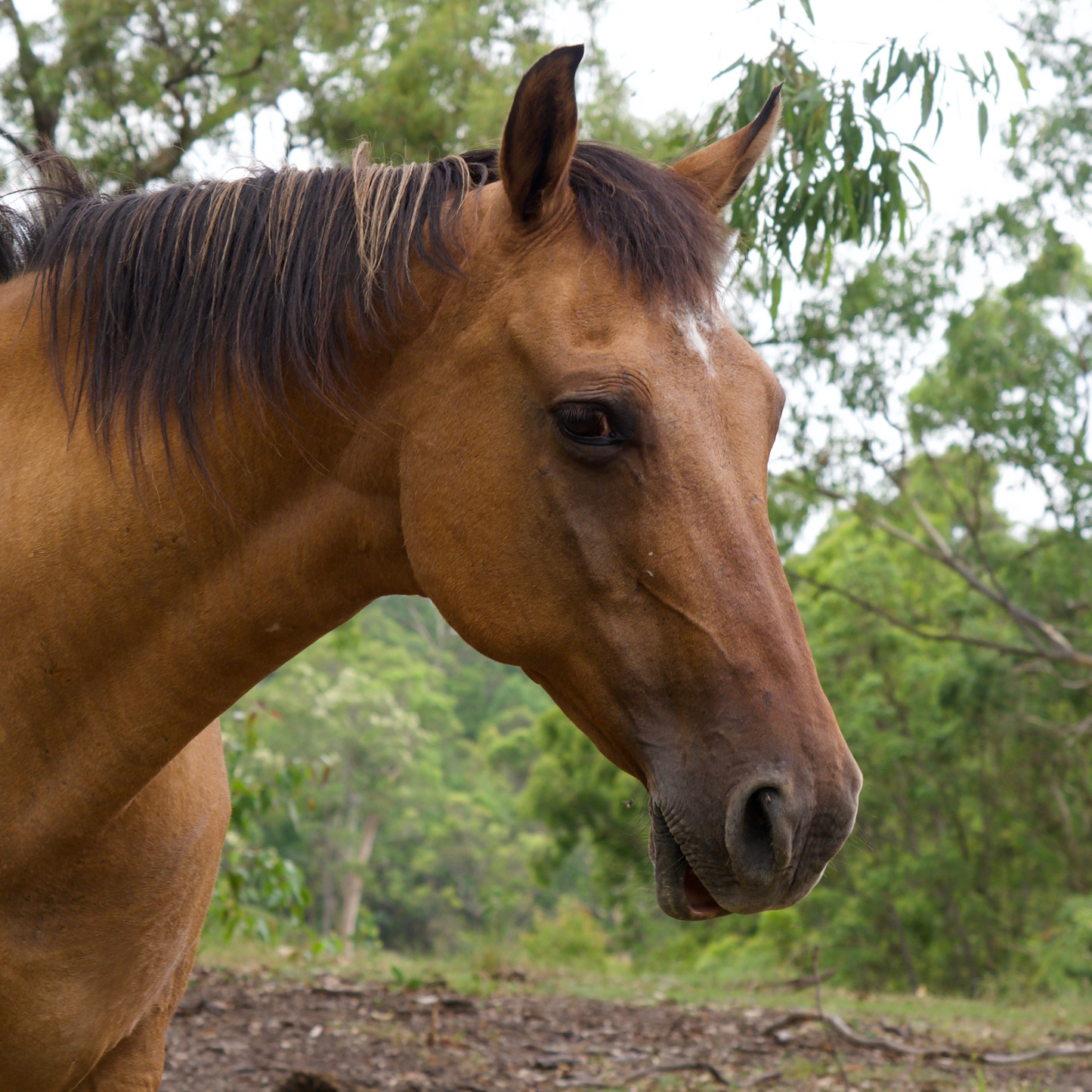 Sponsor Spirit the Horse