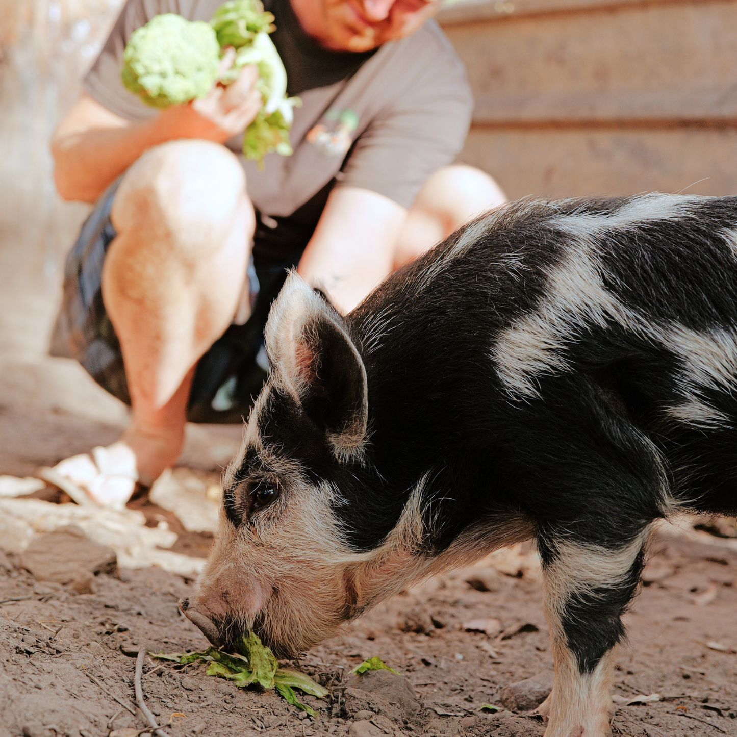 Sponsor Chester the Pig
