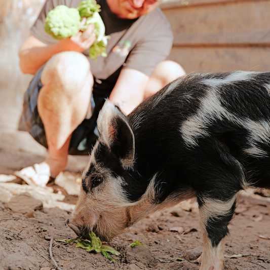 Sponsor Chester the Pig